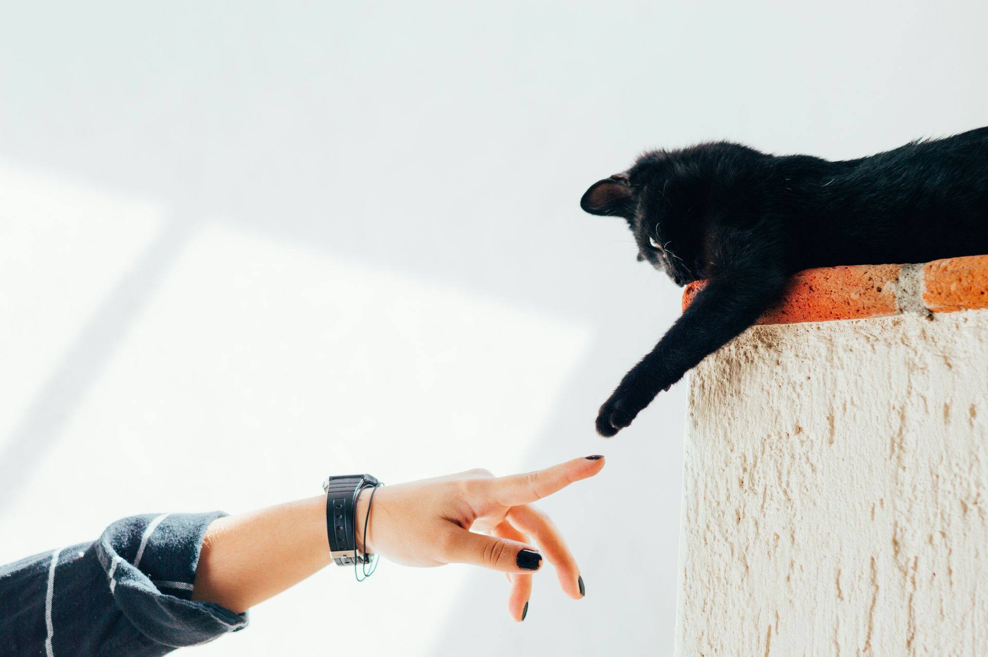 A hand with painted fingernails reaches out to the paw of a black cat