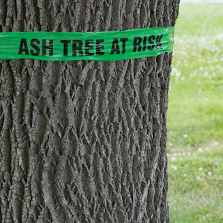 Ash Tree At Risk — Arnold, MO — DeClue & Sons Tree Care, Inc.