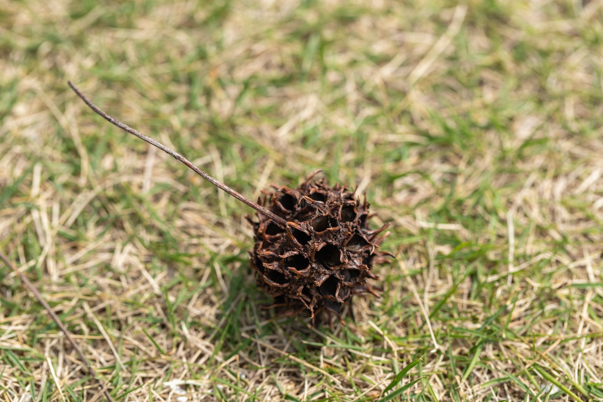Dried spiky seed pod lying on a patchy mix of green and brown grass outdoors.