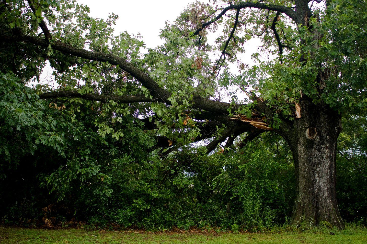 Trimming Tree — Arnold, MO — DeClue & Sons Tree Care, Inc.