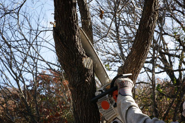 Trimming Tree — Arnold, MO — DeClue & Sons Tree Care, Inc.