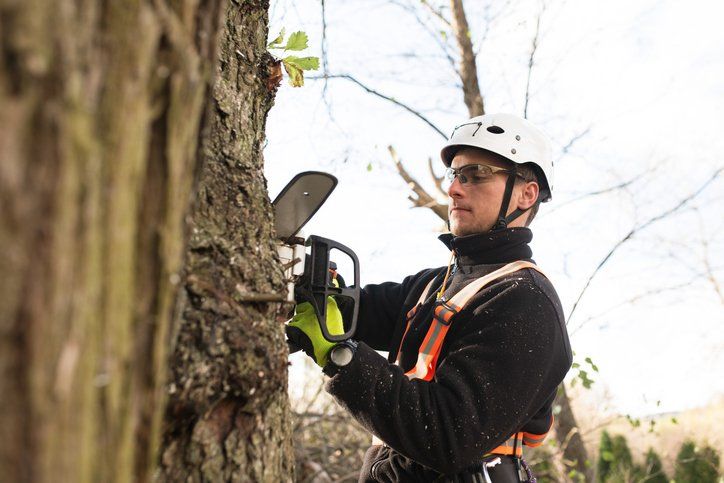 A man performing tree removal in Mehlville, MO