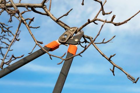 Pruning — Arnold, MO — DeClue & Sons Tree Care, Inc.