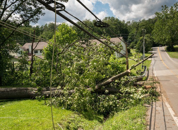 Fallen Tree — Arnold, MO — DeClue & Sons Tree Care, Inc.