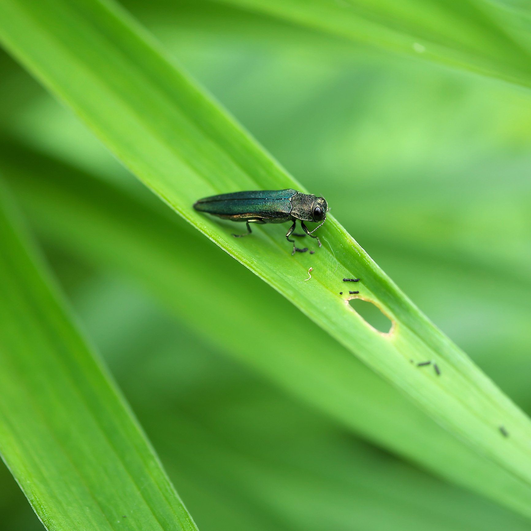 Emerald Ash Borer — Arnold, MO — DeClue & Sons Tree Care, Inc.