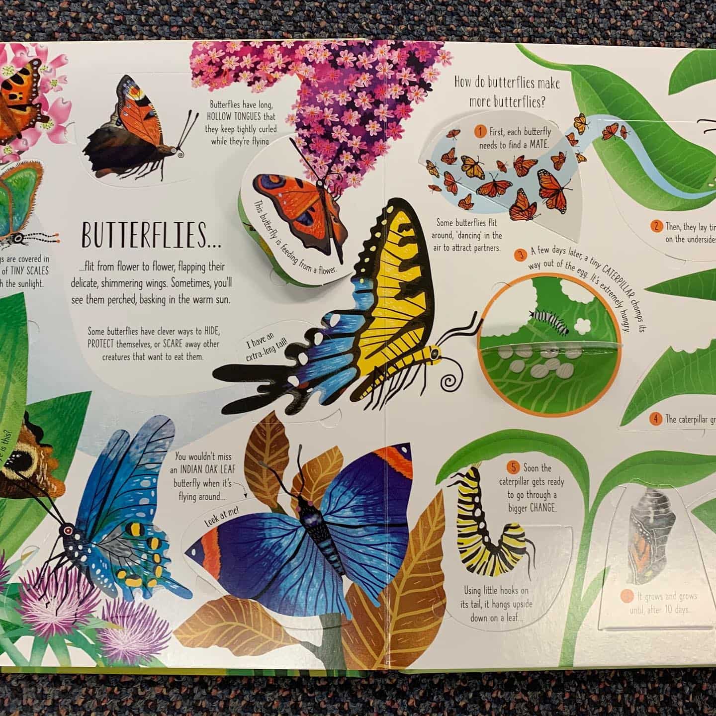 Books About Butterflies — Homewares Store In Central Highlands,QLD