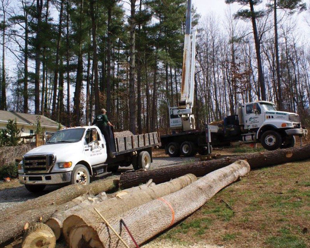 Tree Log Laying on the Ground — Mills River, N.C. — Holbert’s Tree Service