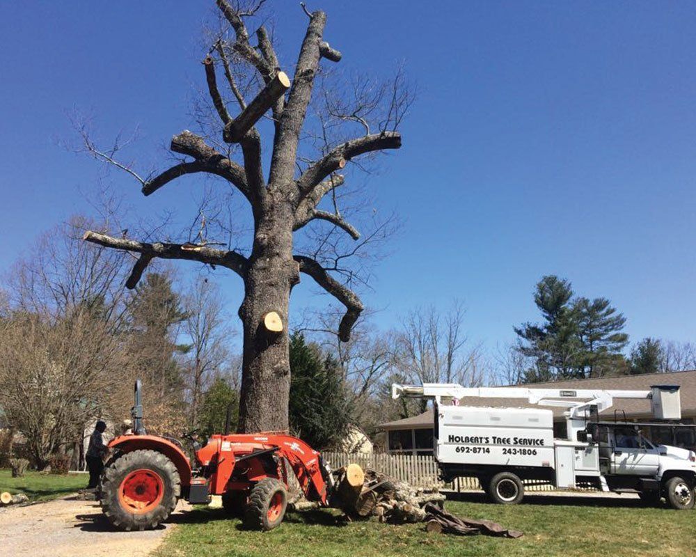 Worker Cutting Down Tree — Mills River, N.C. — Holbert’s Tree Service