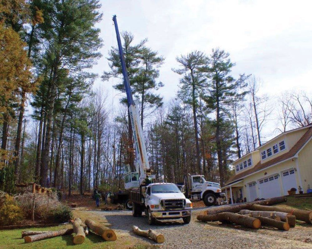 Worker Using Crane to Cut Down Tree — Mills River, N.C. — Holbert’s Tree Service