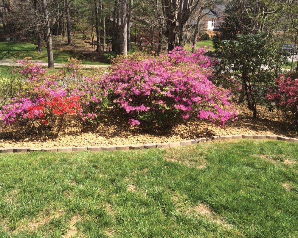 Trimming and Pruning | Mills River, N.C. | Holbert’s Tree Service