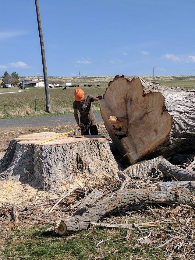 Cutted Tree And Tree Stump — Jerome, ID — 4 Seasons Tree Service