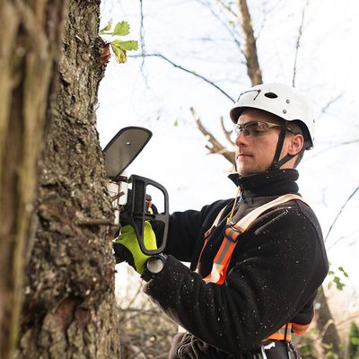 Worker Pruning A Tree — Jerome, ID — 4 Seasons Tree Service