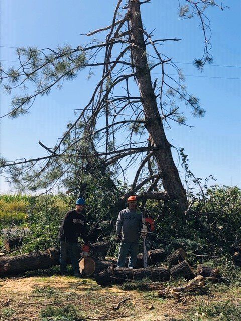 Tree Trimmers — Jerome, ID — 4 Seasons Tree Service