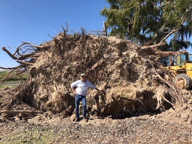 Big Tree Roots — Jerome, ID — 4 Seasons Tree Service