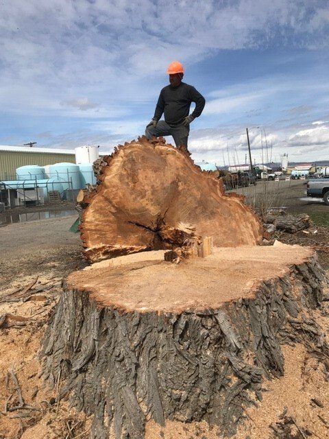 Big Tree Stump — Jerome, ID — 4 Seasons Tree Service