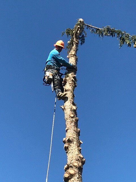 Trimmer on the Top of the Tree — Jerome, ID — 4 Seasons Tree Service