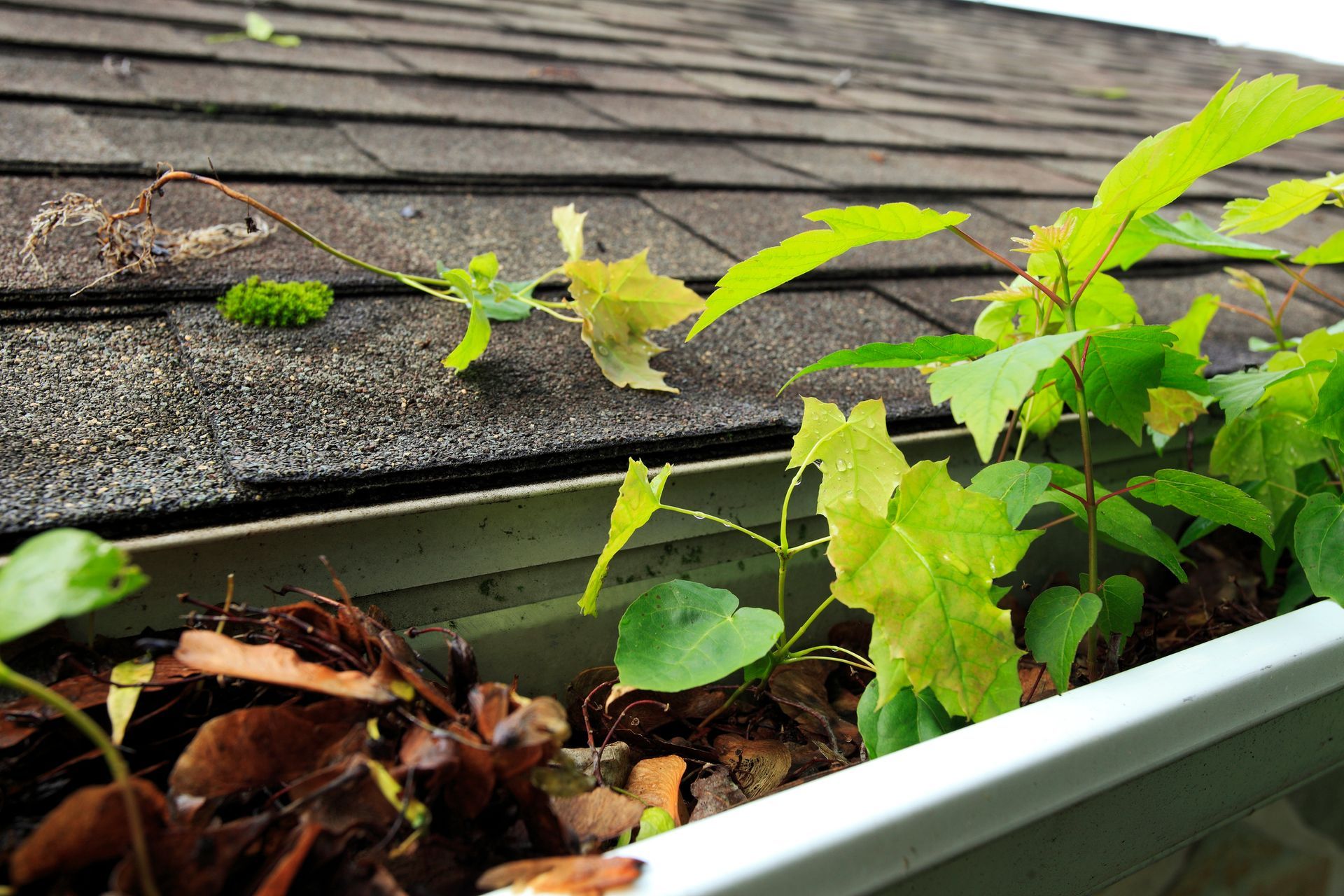 A person is installing a white gutter on a roof.