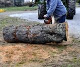 cutting log with chainsaw. 