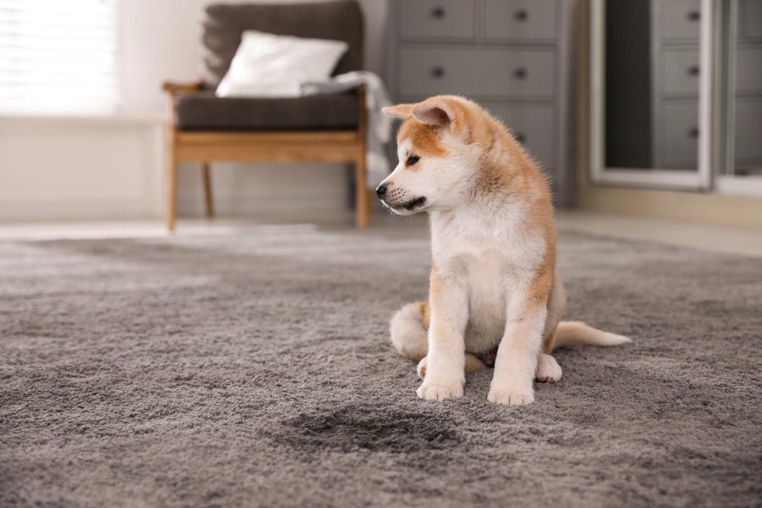 dog and carpet