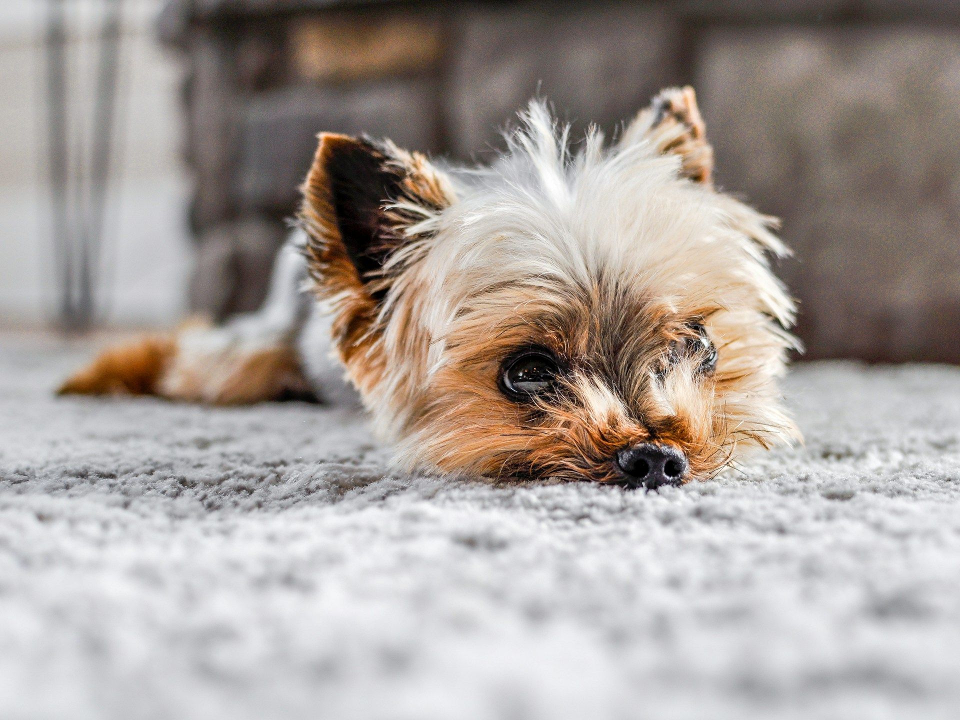 pet safe carpet cleaning