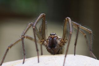 Spider & Pest Control for Amherst, Cheektowaga, Tonawanda & Buffalo, NY