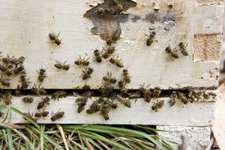 Bee Control in Buffalo, Amherst, Tonawanda & Cheektowaga NY
