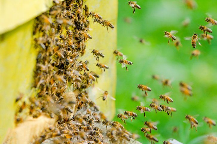Bee Control for Buffalo, Amherst, Cheektowaga & Tonawanda NY