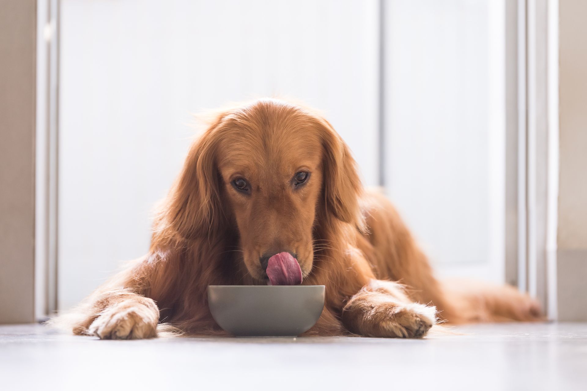 A dog is licking its lips while eating from a bowl.