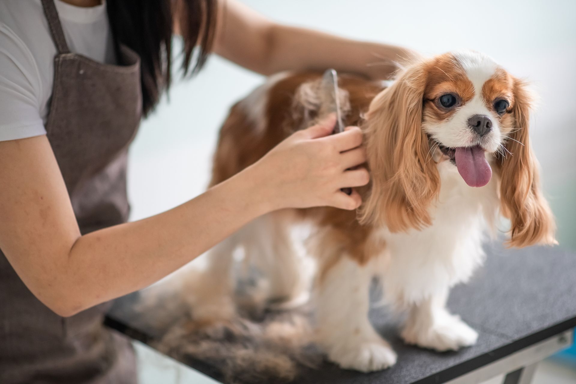 A woman is brushing a small brown and white dog on a table.
