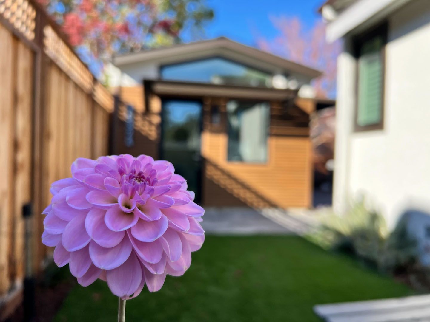 A purple flower is standing in front of a house.