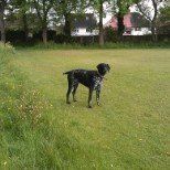 Dog sitting - Chesterfield - EPT Dog Walking - Dogs