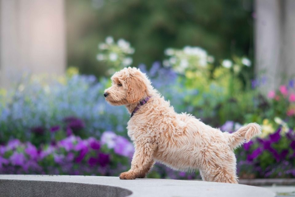 The popular dog, Cavoodle, very cute