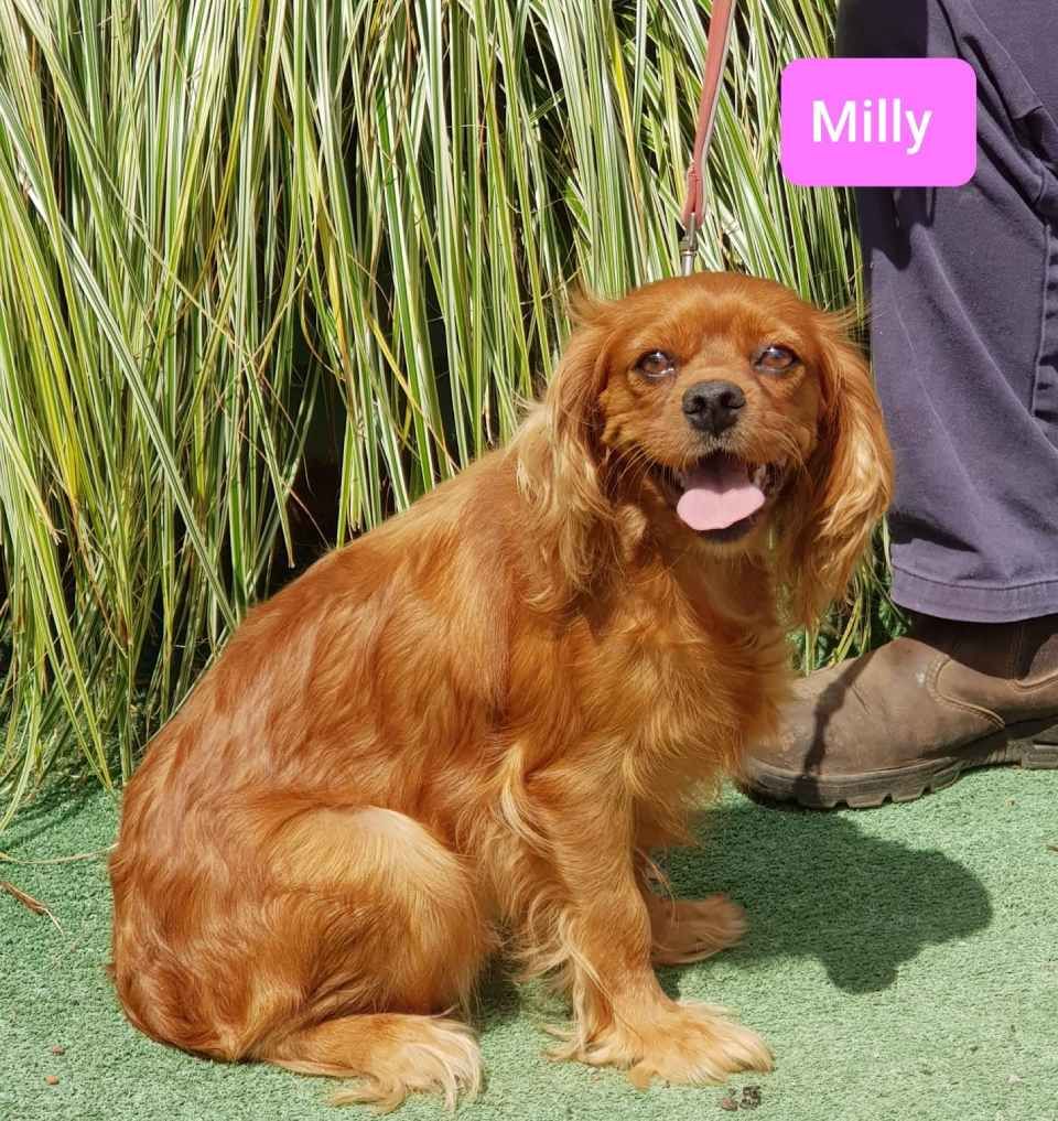 milly