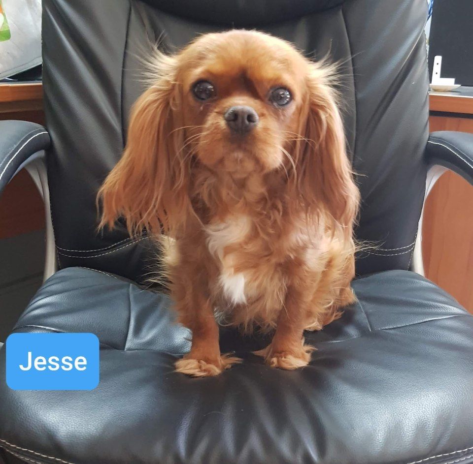 jesse