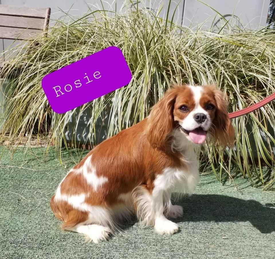 rosie