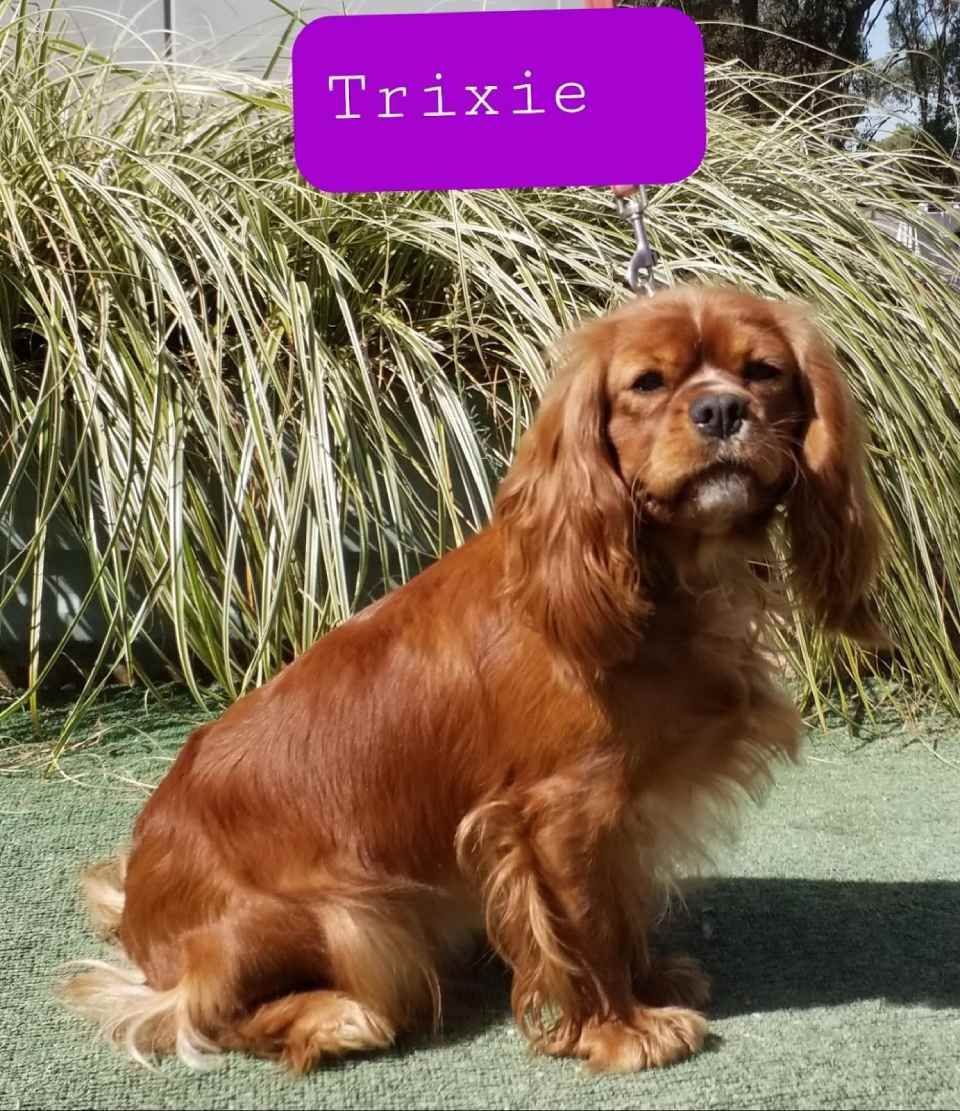 trixie
