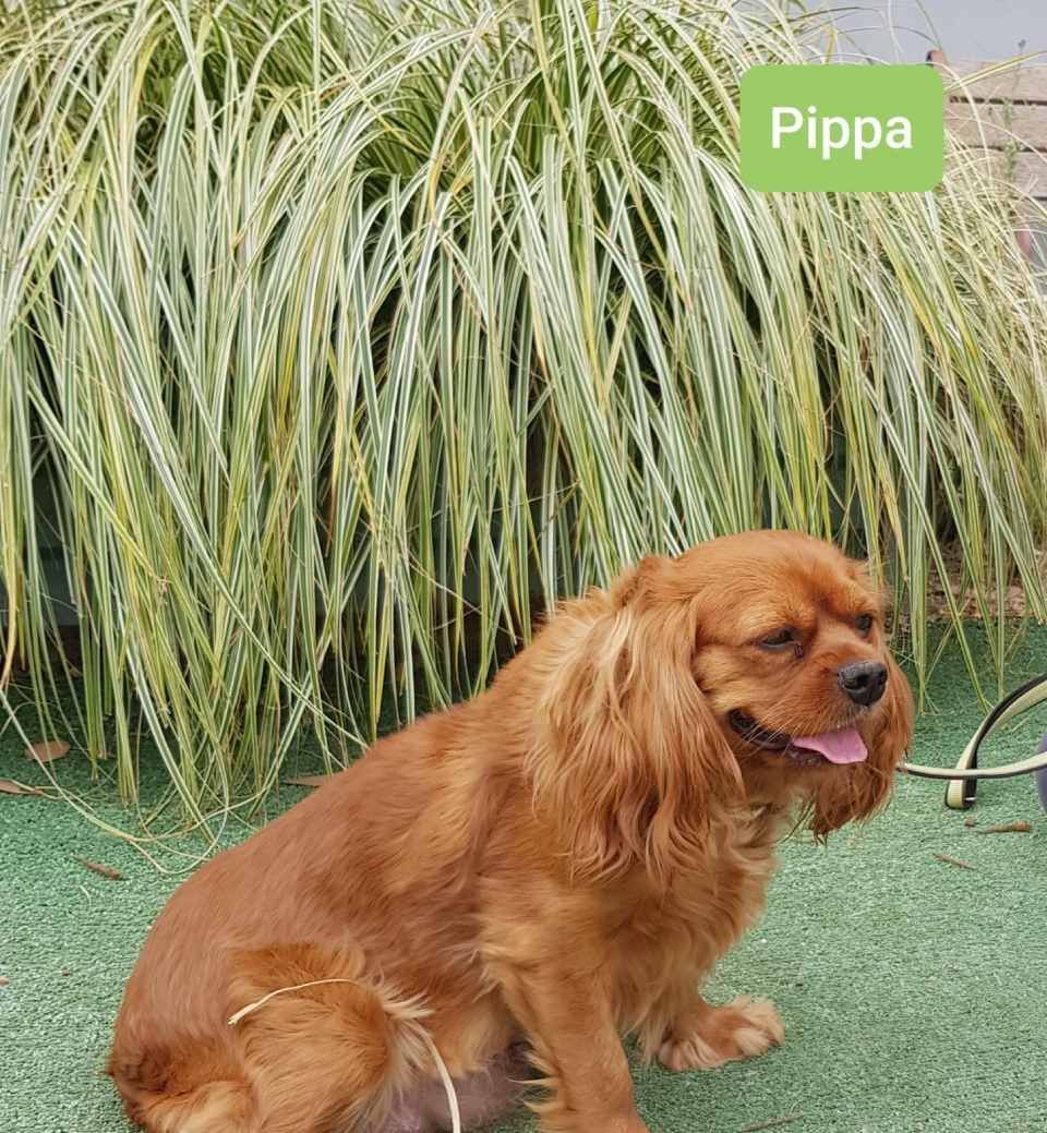 pippa