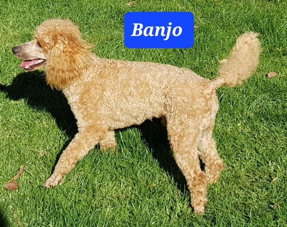 banjo