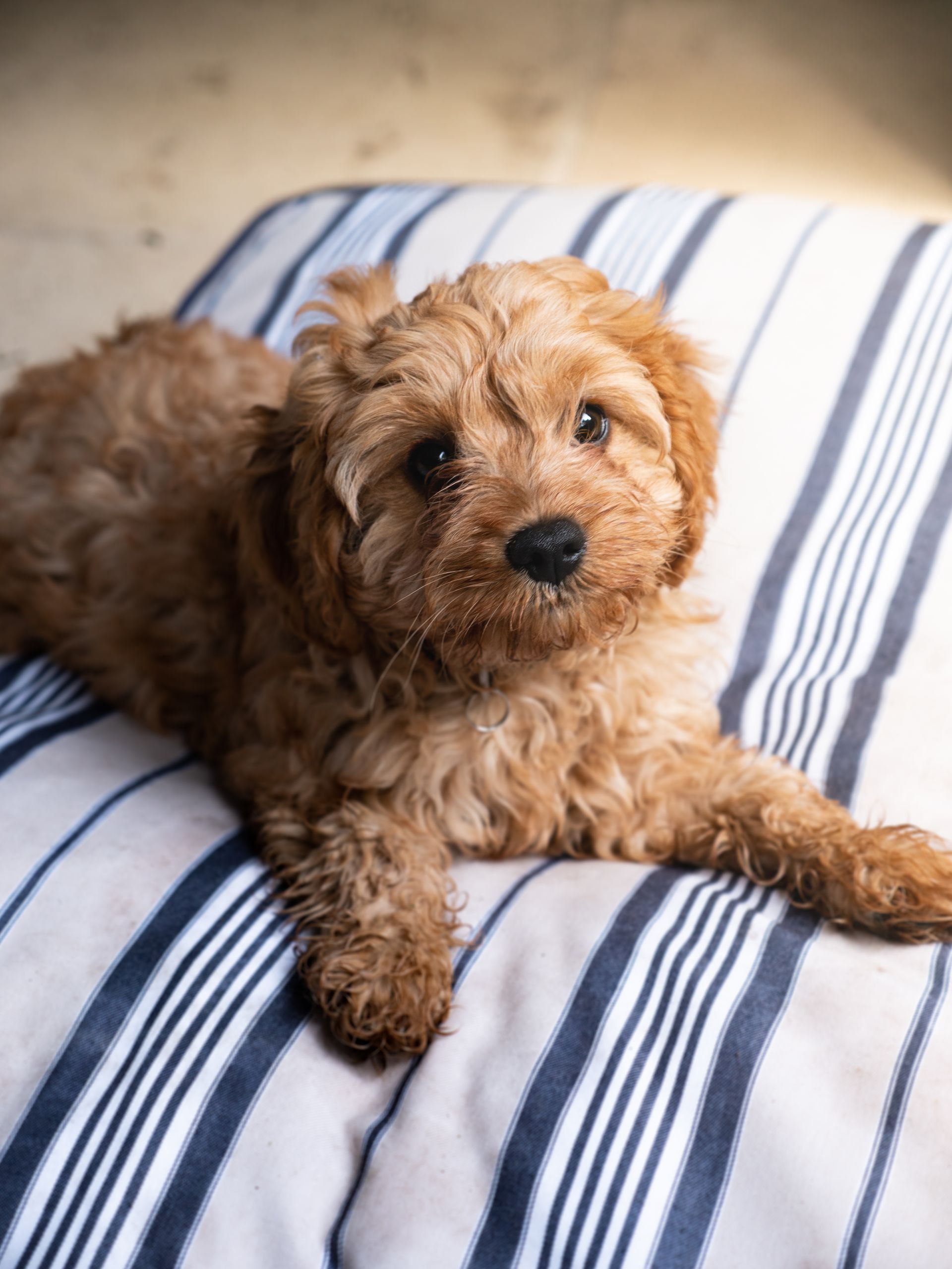 The popular dog, Cavoodle, very cute