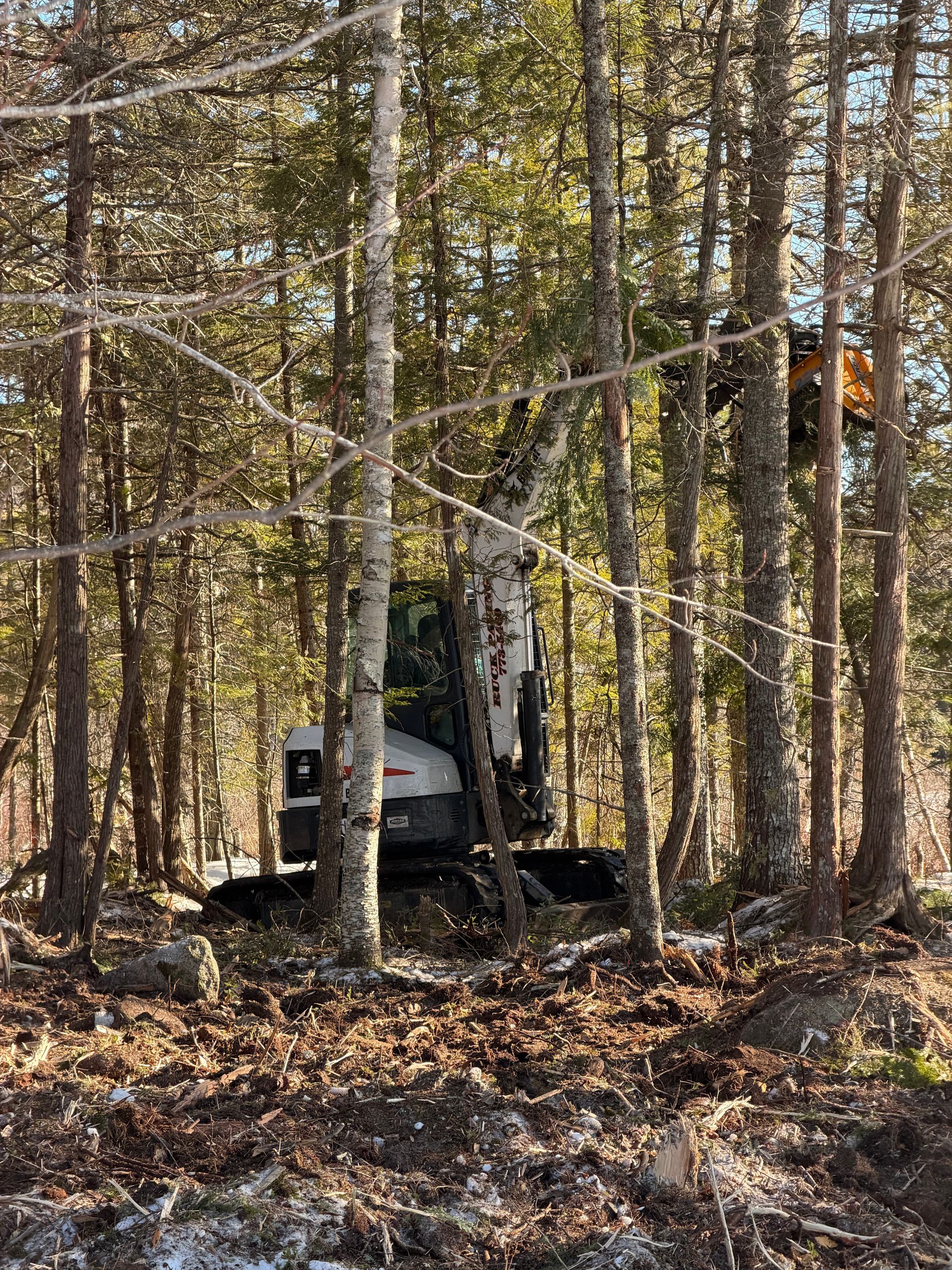 Textured gray tree bark with vertical ridges, patches of light green lichen, and small dark moss spots.