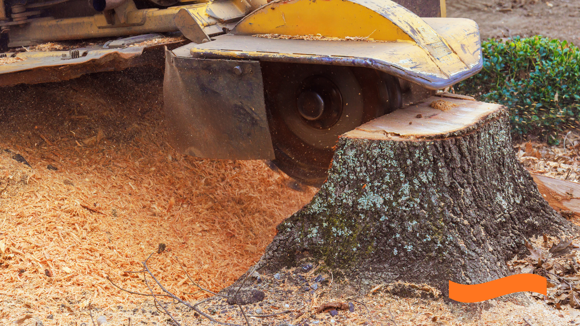 A yellow stump grinder cuts into a tree stump, creating a pile of wood shavings on the ground.
