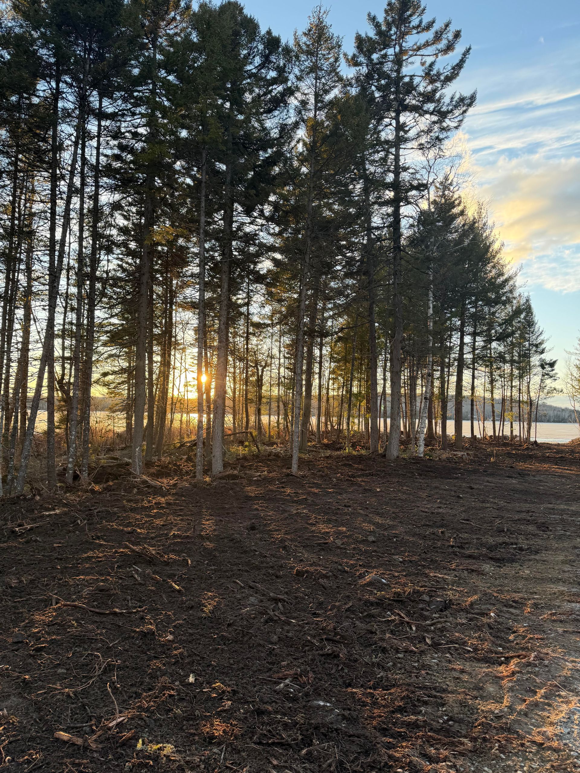 A sunlit forest edge with tall pine trees overlooking a calm body of water at sunset.