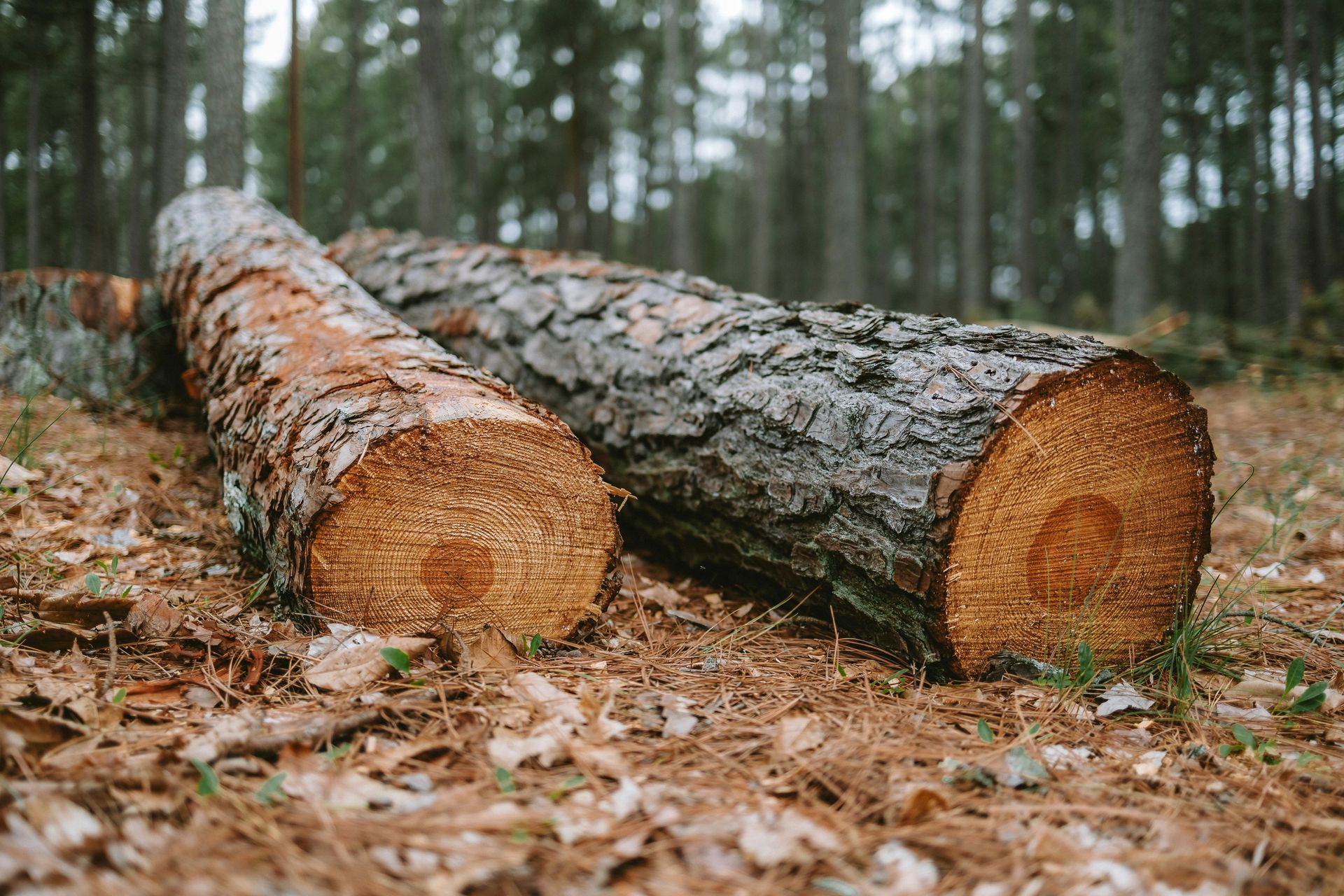 Two logs lie on the forest floor, showing their circular grain and rough, textured bark.