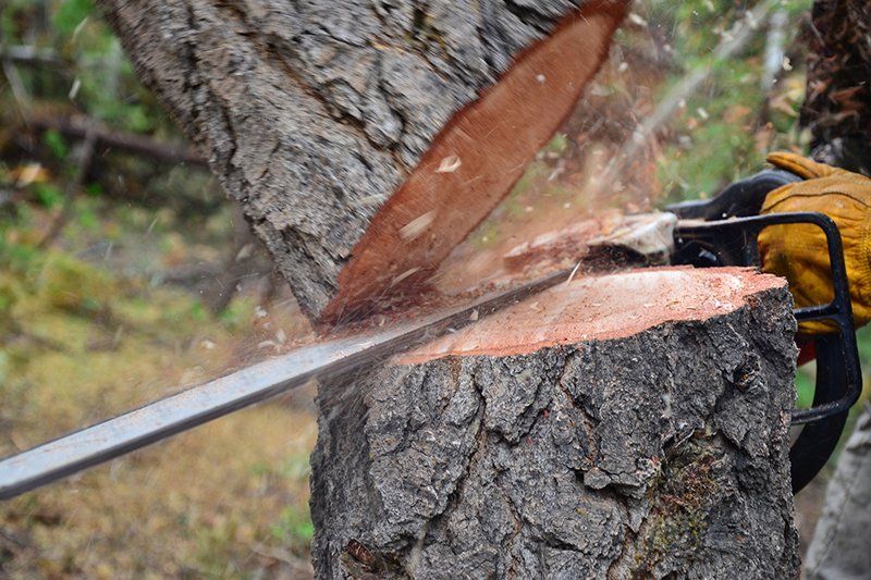 Tree felling by Central Woodside Tree Services with a chainsaw