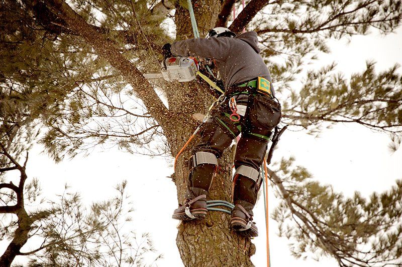 Central Woodside Tree Services staff member cutting through an elevated tree branch with a chainsaw