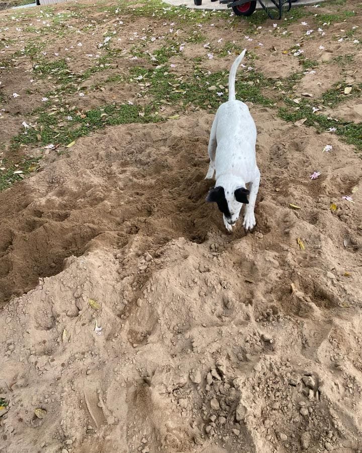 Black and White Dog is Standing in a Pile of Sand — Edmonds Landscaping Supplies in Bohle Plains, QLD