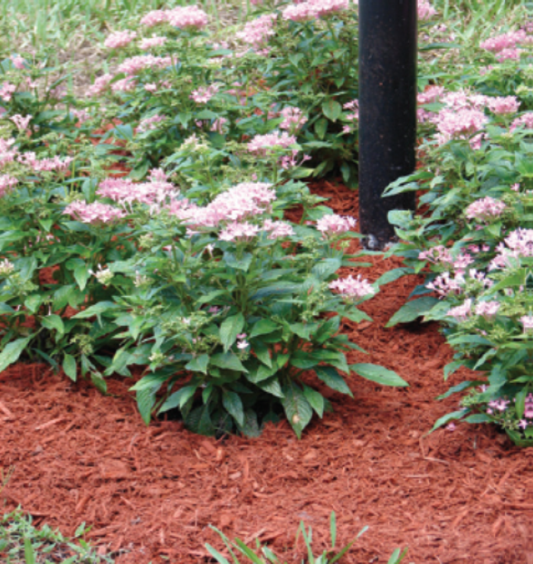 Ruby red mulch — Melbourne, FL — Simply Organic Lawn and Garden Center