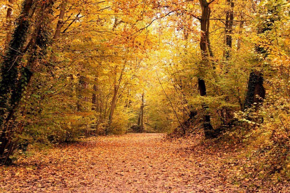 Ağva'nın en iyi  Romantik ve Toplantı Oteli