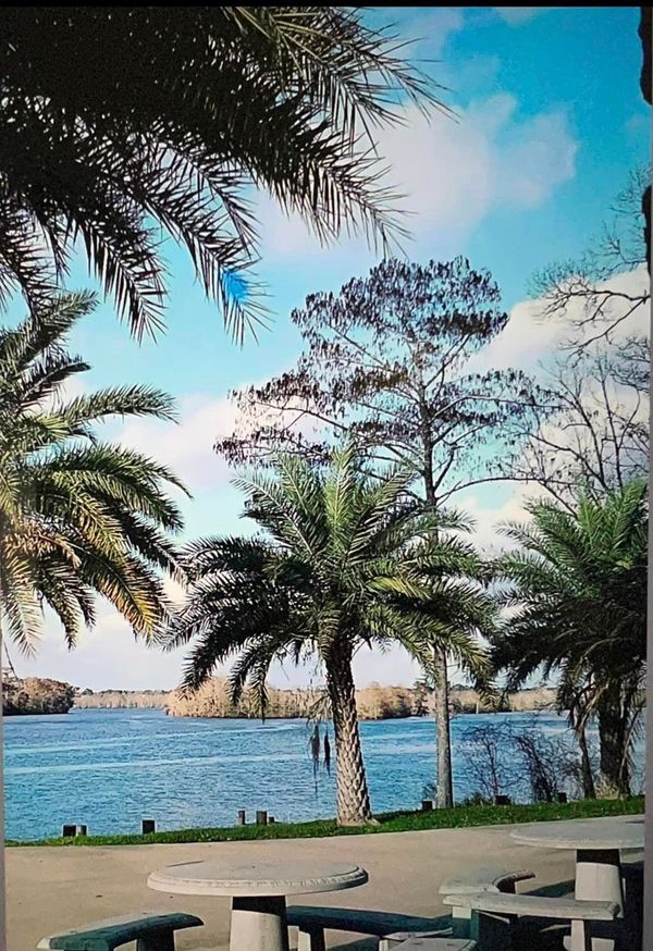 A view of a body of water with palm trees in the foreground