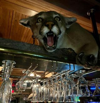 A cougar is looking over a bar with wine glasses hanging from it